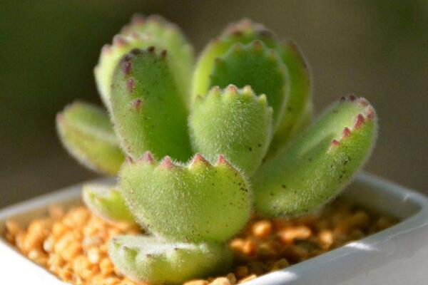 熊童子剛種要澆水嗎，等到土壤變干之后才能澆水