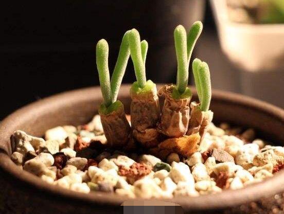 碧光環(huán)怎么播種，做好五個(gè)步驟三天快速發(fā)芽