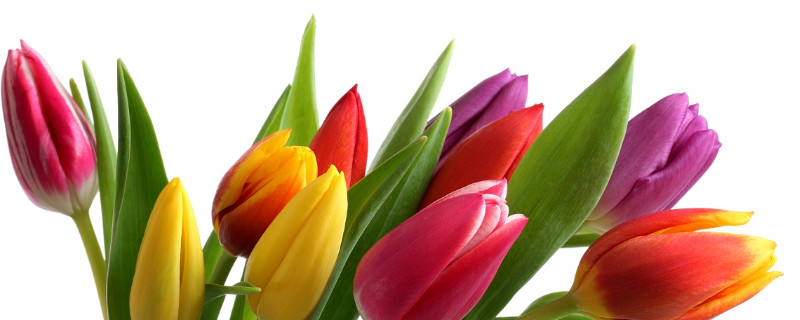 郁金香種球多久發(fā)芽