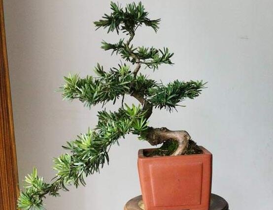 羅漢松施肥技巧，只需要五個步驟養(yǎng)的郁郁蔥蔥