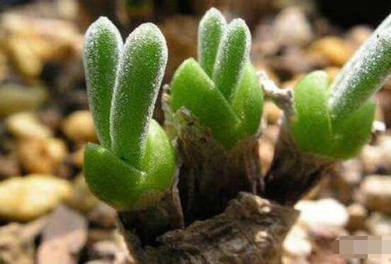 碧光環(huán)的用土方法，四份營(yíng)養(yǎng)土六份蛭石一份珍珠巖混合配制