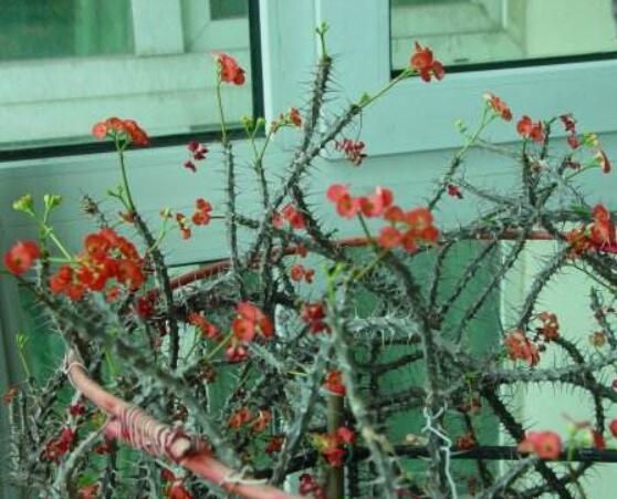 虎刺梅的繁殖方法，教你兩種最常用的繁殖方法(扦插與組培)