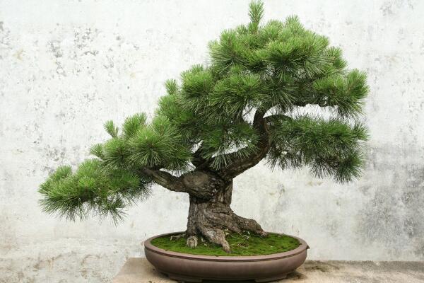 小羅漢松能長(zhǎng)大嗎，能長(zhǎng)大但生長(zhǎng)速度施肥緩慢