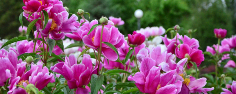 芍藥花什么時(shí)候換盆