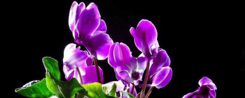 仙客來(lái)夏天怎么修剪