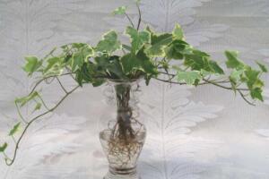 常春藤可以水培嗎，常春藤水培養(yǎng)殖方法