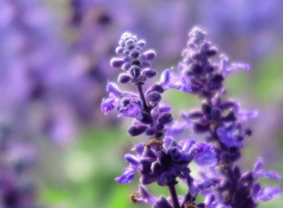 薰衣草精油的功效與用法，美容養(yǎng)顏、舒緩心情