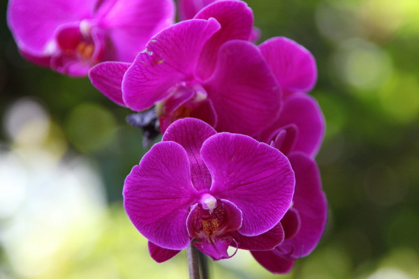 蝴蝶蘭枯了怎么辦