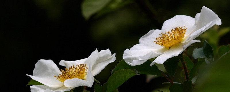 金櫻子什么時(shí)候修剪