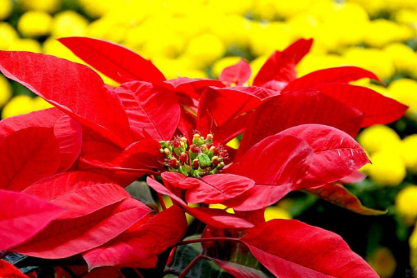 一品紅的養(yǎng)殖方法和注意事項，用混合營養(yǎng)土栽植