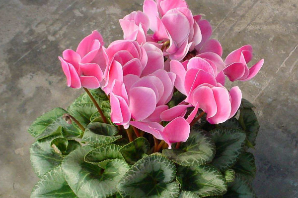 仙客來會(huì)結(jié)種子嗎