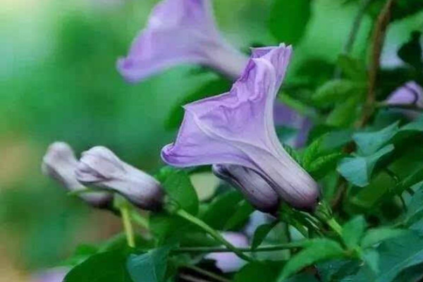 牽?；ㄏ奶炜梢员駟? src="/nongchan/d/file/20201223/aqr2ouxfujm.jpg" / data-4h8D="XMZeI5"></p>
<p data-5vXg="J0tA41">
	牽?；ㄏ奶斓臅r候不能被暴曬，它雖然是一種喜陽的植物，但是如果讓其被暴曬的話，它的葉子就容易被灼傷，出現(xiàn)干枯凋落的現(xiàn)象，所以夏季養(yǎng)護(hù)牽?；〞r，需要適當(dāng)為其遮陰，這時讓其有充足的散射光照射即可。</p>
<p data-3Ls1="lwTypR">
	<strong data-a8T4="PRs5tX">2、充足水分</strong></p>
<p data-Z1lf="d8zY7N">
	<img alt=