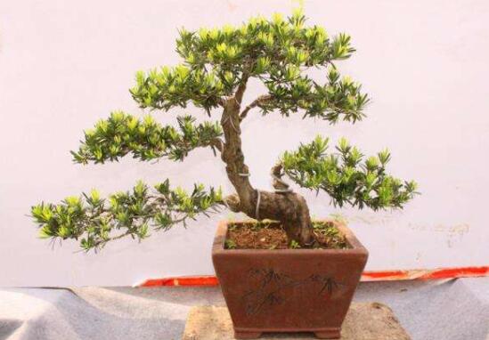 羅漢松風(fēng)水學(xué)和寓意，趨吉避兇，辟邪化煞