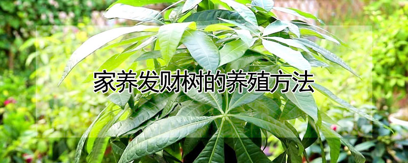 家養(yǎng)發(fā)財樹的養(yǎng)殖方法