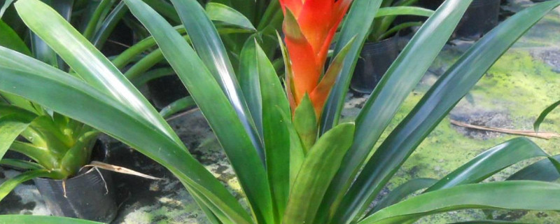 鴻運當頭夏季怎樣養(yǎng)護