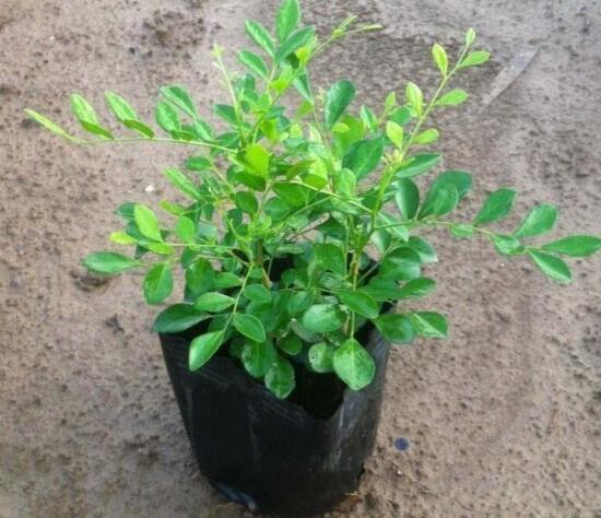 九里香怎么繁殖，九里香扦插繁殖方法