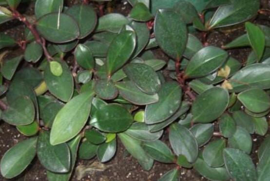 紫邊碧玉椒草的養(yǎng)殖方法和注意事項(xiàng)嗎，老農(nóng)教你六大基本養(yǎng)殖方法