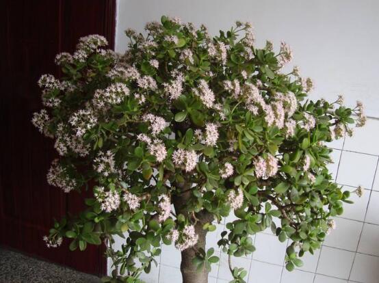 玉樹怎么澆水效果最好，不干不澆、澆則澆透