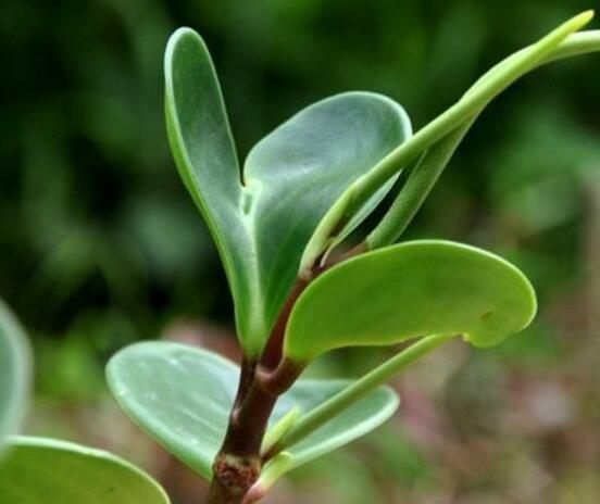 花卉小家碧玉怎么養(yǎng)，老農(nóng)總結八大基本方法