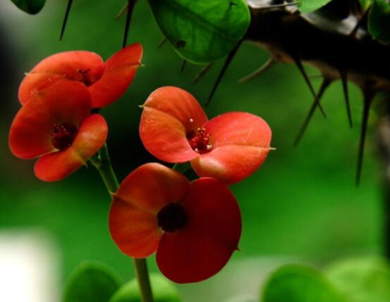 虎刺梅花能開(kāi)多長(zhǎng)時(shí)間，一年365天均可開(kāi)花(春夏秋冬)