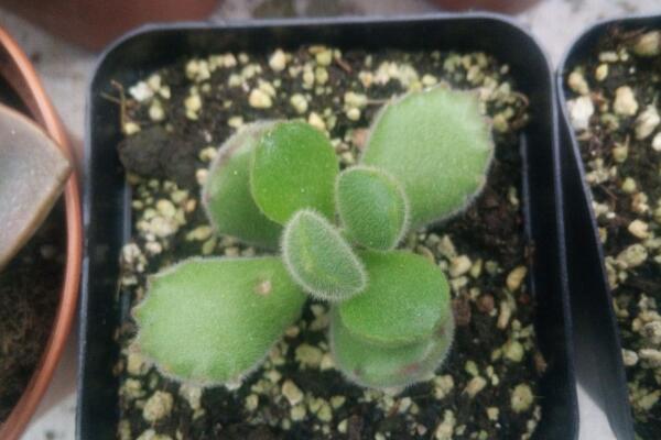 多肉植物熊童子怎么養(yǎng)，熊童子養(yǎng)殖經(jīng)驗(yàn)分享