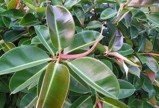 橡皮樹一盆栽幾棵最好，三棵為森八棵為發(fā)（推薦1/3/8/9）