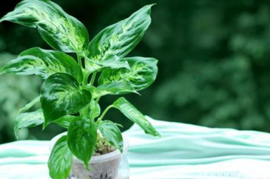 水培萬(wàn)年青的養(yǎng)殖方法和注意事項(xiàng)，學(xué)會(huì)以下三個(gè)步驟即可