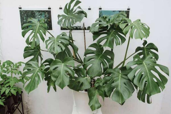 龜背竹幼葉發(fā)黃怎么辦，5種原因以及處理方法介紹