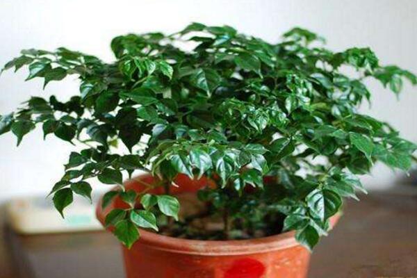 幸福樹怎么養(yǎng)才能茂盛，要做好以下四大方面