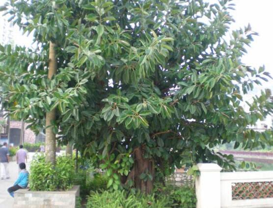 橡皮樹幾月份砍頭好，6-7月是最佳砍頭時(shí)間