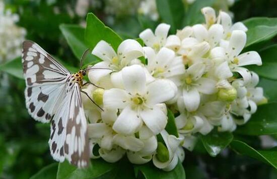 九里香怎么修剪，九里香的修剪圖解