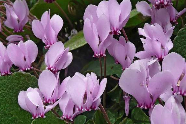 仙客來(lái)種子多久成熟