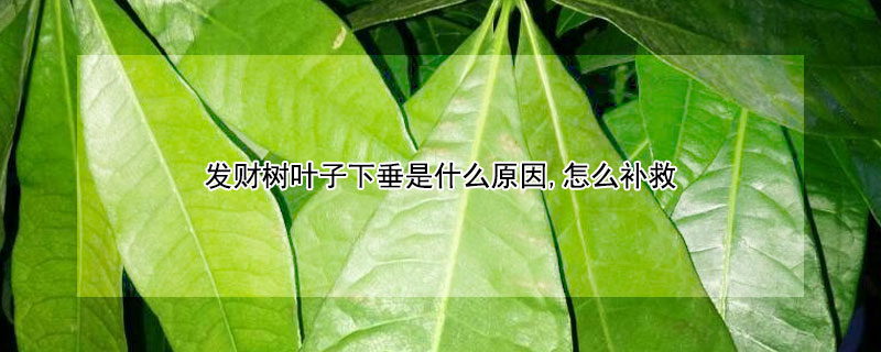 發(fā)財樹葉子下垂是什么原因,怎么補救