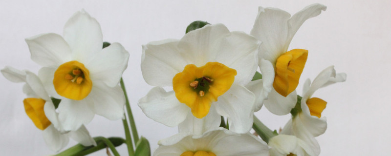 培養(yǎng)水仙花的注意事項