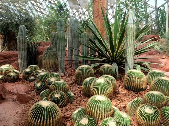 仙人掌的蟲害防治大全，三種蟲害以及解決辦法