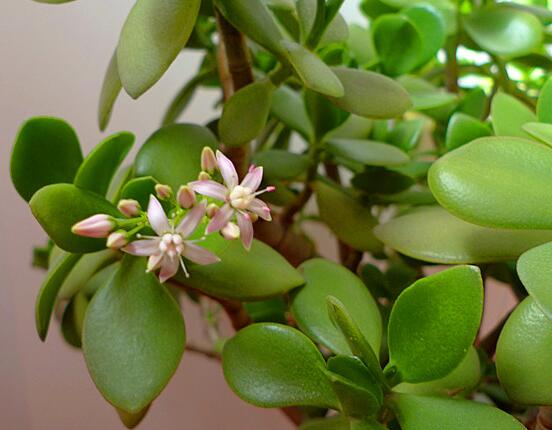 玉樹(shù)燕子掌怎么區(qū)分，主要從葉和花序上辨別