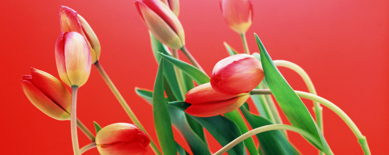 露天郁金香什么時(shí)候種植