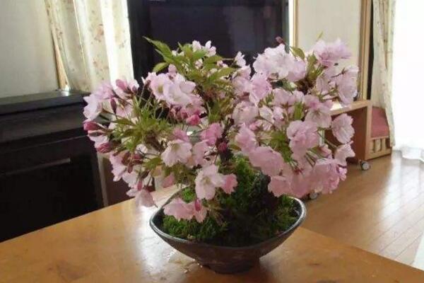 櫻花掉葉子要怎么辦，加強日常養(yǎng)護最為重要
