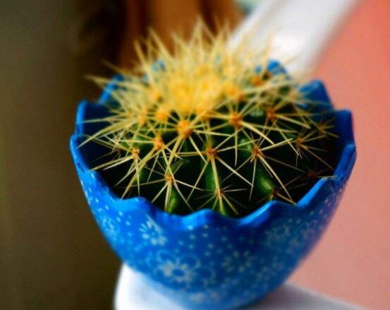 小仙人球的養(yǎng)殖方法和注意事項，老農(nóng)詳解七大最有效養(yǎng)殖方法