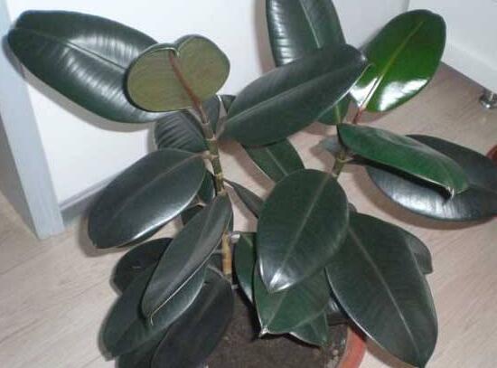 橡皮樹多高怎么去頭，擇理想的高度（生長(zhǎng)出芽點(diǎn)）