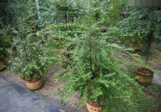 紅豆杉放家哪個(gè)位置好，教你六種最佳擺放地點(diǎn)(招財(cái)生旺)