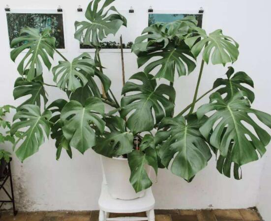 龜背竹的修剪方法圖解，主要以整株、枝頂、整修修剪為主