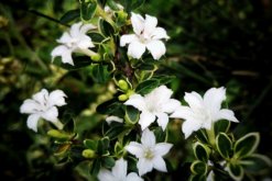 六月雪用什么盆好，青釉最好、紫砂備選