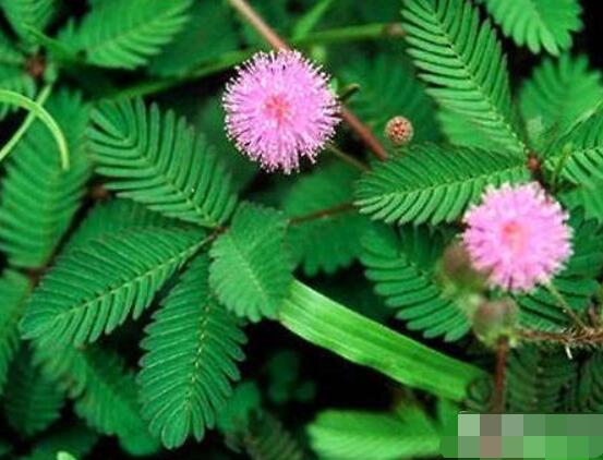 含羞草怎么養(yǎng)護，老農總結五點最實用方法