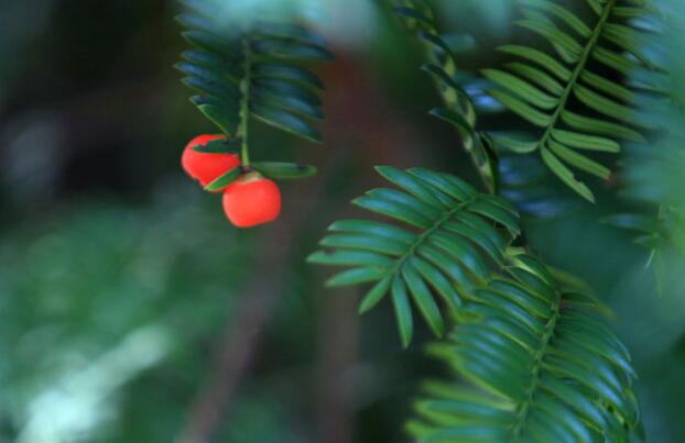 紅豆杉盆景價(jià)格，不同品種價(jià)格不同