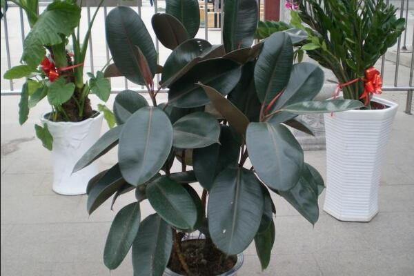 橡皮樹冬天養(yǎng)護(hù)方法，注意通風(fēng)、保溫最關(guān)鍵（溫度不得低于5℃）