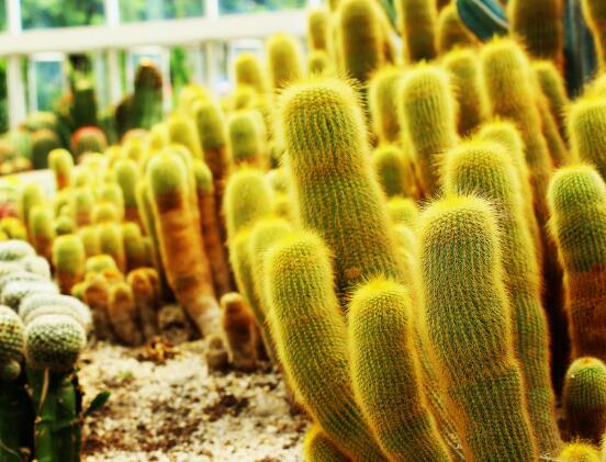 仙人掌適合在室內(nèi)種植嗎，吸收二氧化碳、釋放氧氣/天然氧吧