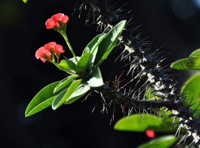 盆栽虎刺梅的養(yǎng)殖方法，施肥澆水頭頭要顧到