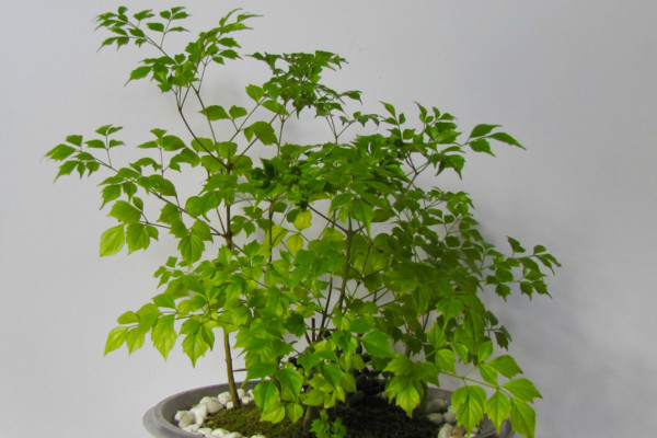 幸福樹施什么肥最好，施氮肥能促進(jìn)枝葉茂盛