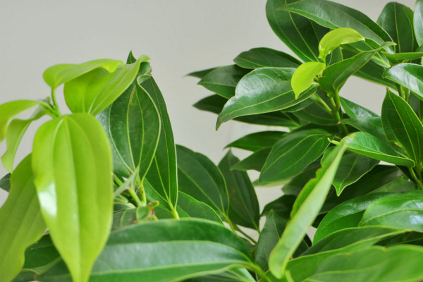 平安樹葉子下垂怎么辦，做好排水工作處理爛根